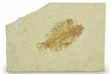 Juvenile Fossil Fish (Cockerellites) - Wyoming #369429-1